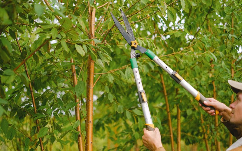 Tree trimming in Johannesburg, CA