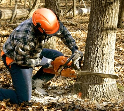Tree Removal in Johannesburg, CA